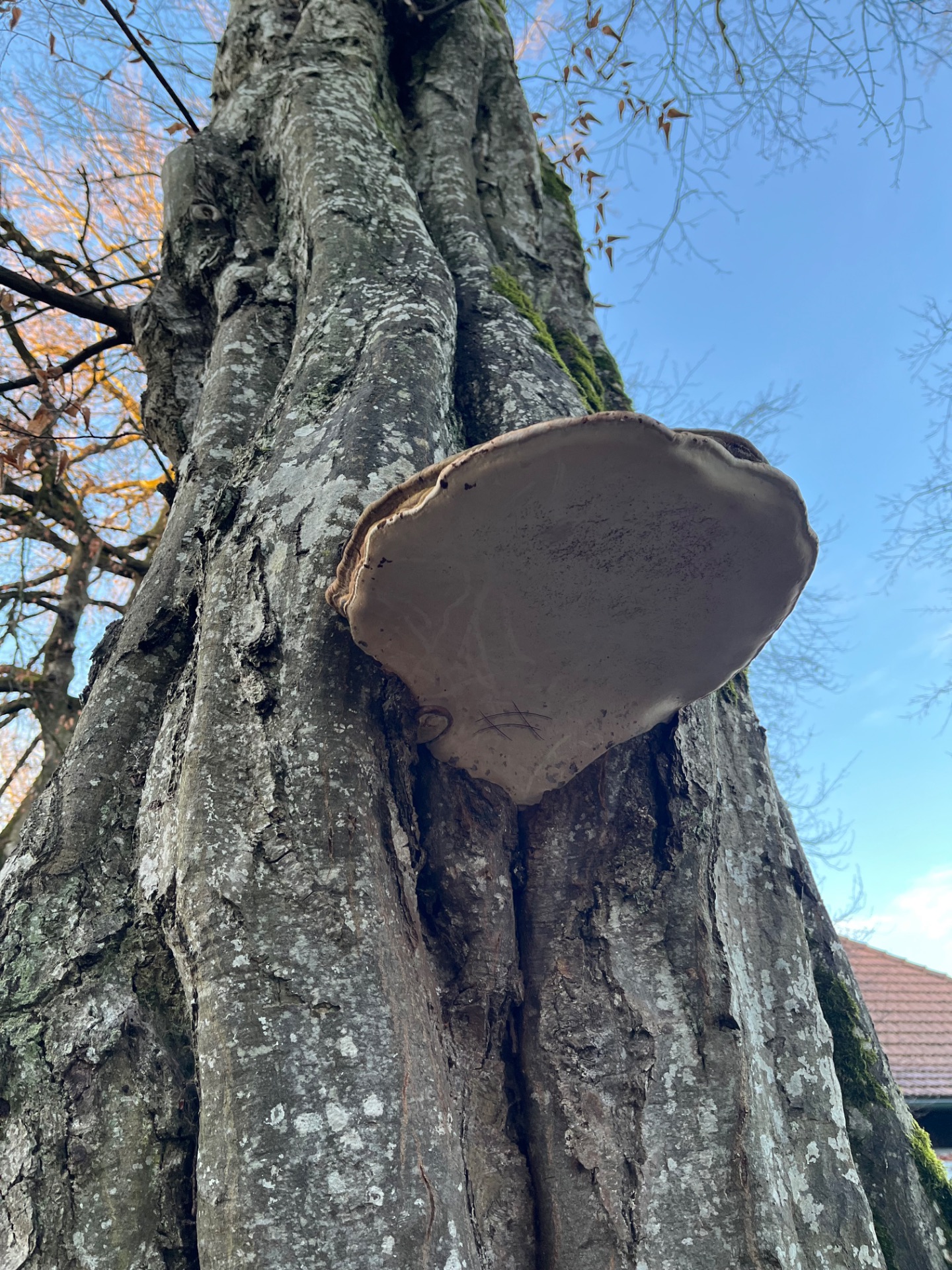 Konsolenpilz an Baumästen – Pilzbefall als Hinweis auf Holzfäule, Indikation für Baumdiagnose