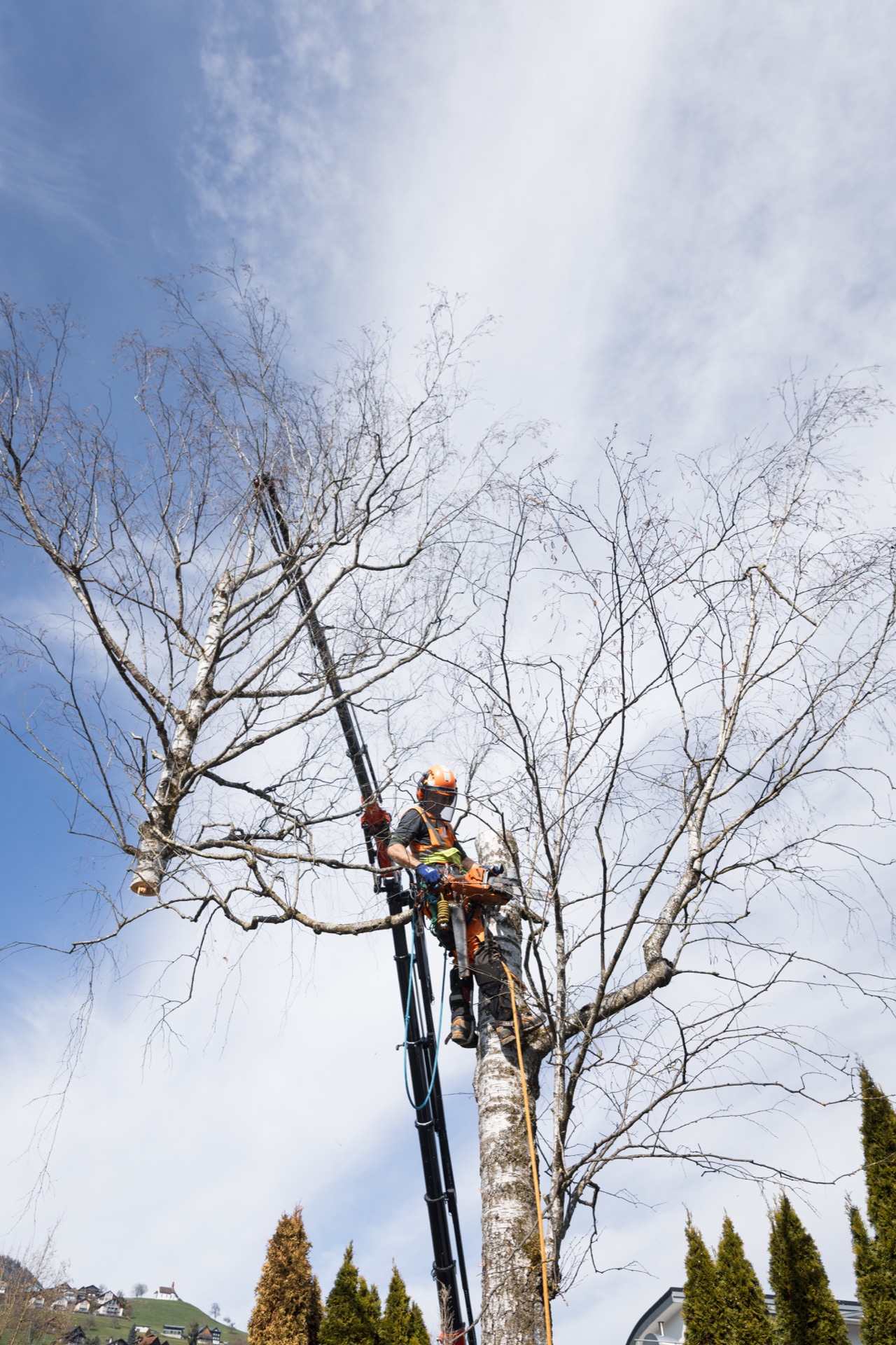 Kletterer der Baum & Umwelt GmbH mit Stangensäge bei Stück-für-Stück-Abtragung einer Birke