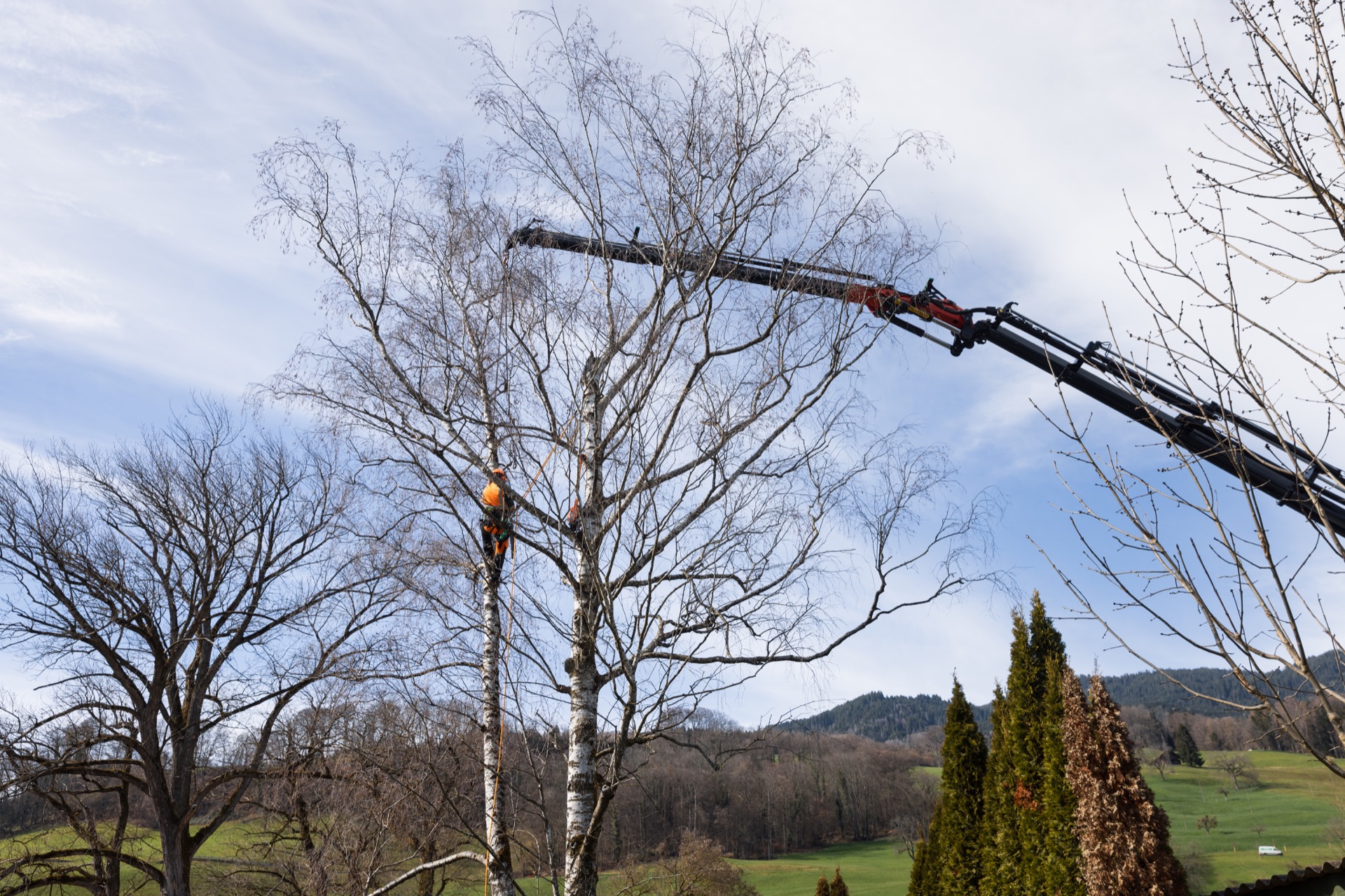 Baumfällung mit Kran und Seilklettertechnik in der Zentralschweiz – Baum & Umwelt GmbH