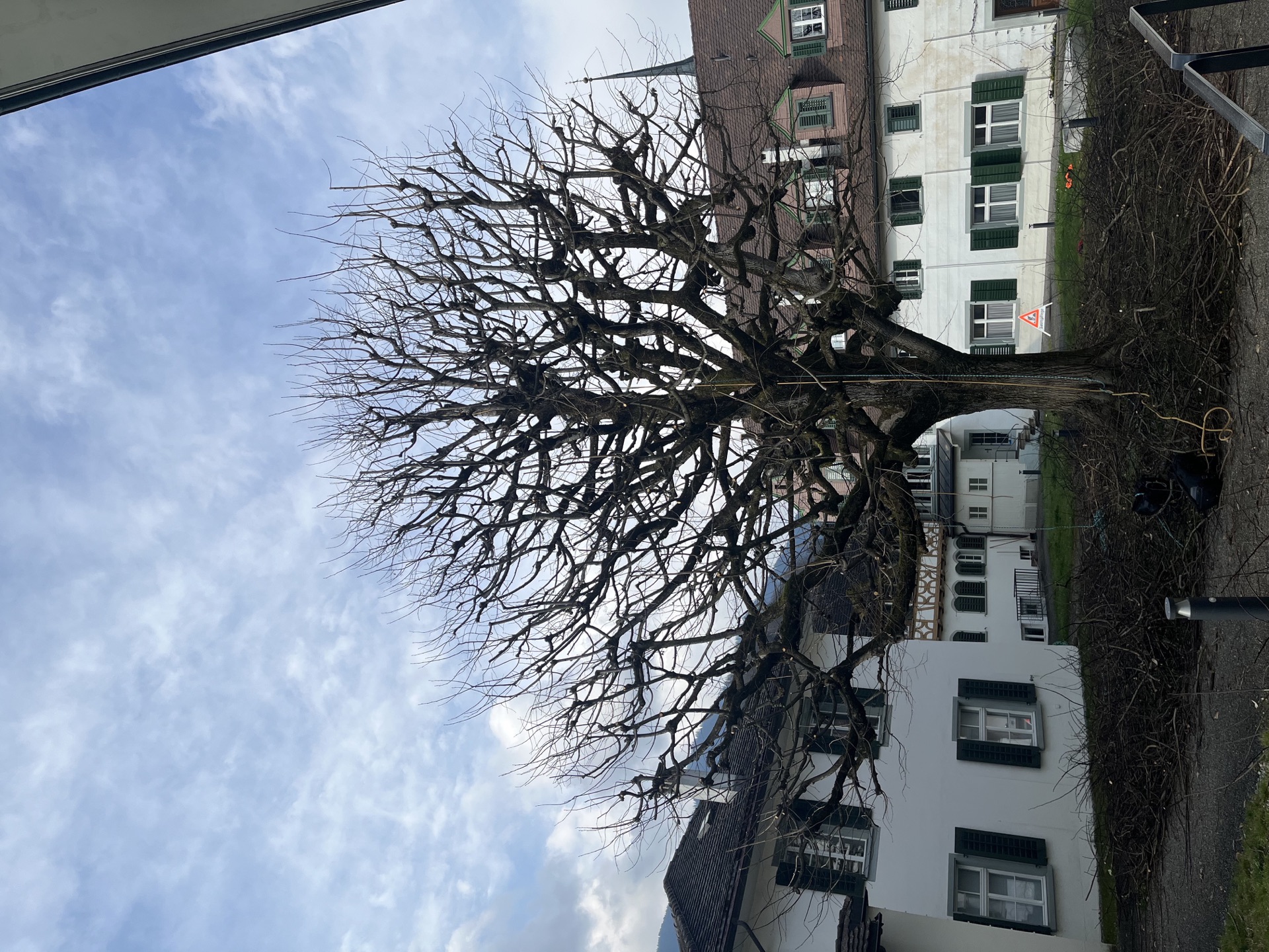 Grosser Laubbaum nach Kronenpflege in einer Schweizer Ortschaft – Baum & Umwelt GmbH
