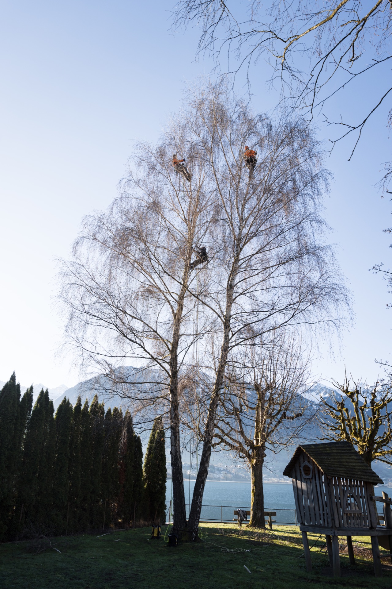 Team der Baum & Umwelt GmbH bei Kronenarbeiten in einer Hängebirke am Sarnersee