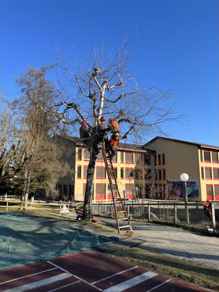 Baumpfleger bei Baumarbeiten an einer Birke vor einem Schulhaus – fachgerechte Baumpflege durch Baum & Umwelt GmbH