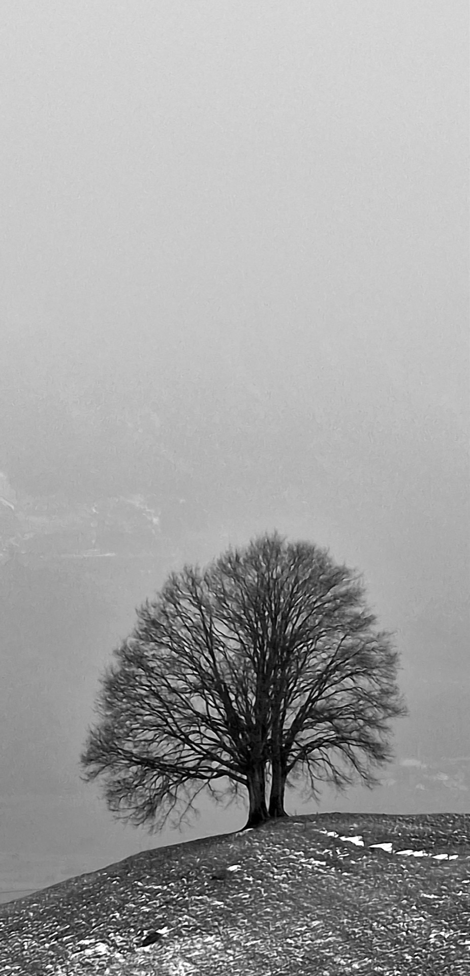 Einzelner Laubbaum auf einer Kuppe im Herbstnebel – Baum & Umwelt GmbH, fachgerechte Baumpflege in der Zentralschweiz